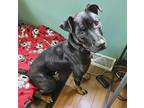 Adopt Phil a Black - with Tan, Yellow or Fawn German Shepherd Dog dog in La