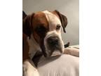Adopt GIZMO a White Boxer / Mixed dog in Kuna, ID (39196062)