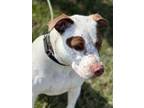 Adopt MACHO a Spaniel (Unknown Type) / American Pit Bull Terrier / Mixed dog in
