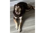 Adopt Daphne a Brown/Chocolate - with Tan Labrador Retriever / Mutt / Mixed dog