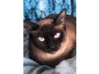 Adopt Corie a Siamese / Mixed (short coat) cat in New Braunfels, TX (40506106)
