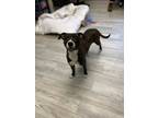 Adopt Flaka a Black Terrier (Unknown Type, Medium) / Mixed Breed (Medium) /