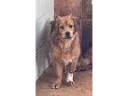 Adopt Curly a Red/Golden/Orange/Chestnut Golden Retriever / Mixed dog in Heber