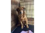 Adopt Larry a Red/Golden/Orange/Chestnut Golden Retriever / Mixed dog in Heber