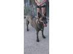 Adopt Mia a Brindle Belgian Malinois / German Shepherd Dog dog in Twin Falls
