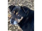 Adopt Marco a Black - with Brown, Red, Golden, Orange or Chestnut Jack Russell