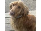 Adopt Maximo a Red/Golden/Orange/Chestnut Cocker Spaniel / Mixed dog in