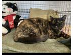 Adopt Carrie a Black (Mostly) Domestic Shorthair / Mixed (short coat) cat in