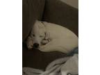 Adopt Thor a White - with Brown or Chocolate Great Pyrenees / Labrador Retriever
