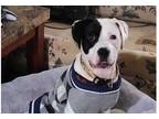 Adopt Moosca a White - with Black Pit Bull Terrier / Labrador Retriever dog in
