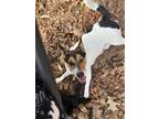 Adopt Chato a Brown/Chocolate - with White Jack Russell Terrier / Mixed dog in