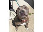 Adopt Sylvia a Tan/Yellow/Fawn American Pit Bull Terrier / Mixed Breed (Medium)