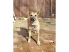 Adopt Selena a Black Mixed Breed (Small) / Mixed Breed (Medium) / Mixed (short