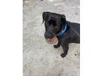 Adopt Bruiser a American Pit Bull Terrier / Labrador Retriever / Mixed dog in