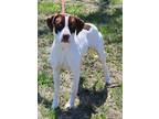 Adopt Nebbie a White Pointer / Mixed Breed (Medium) / Mixed (short coat) dog in