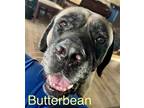 Adopt Butterbean & Noodles a Mastiff / Mixed dog in Shreveport, LA (40408496)