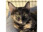 Adopt Shelly a Tortoiseshell Domestic Shorthair (short coat) cat in Hot Springs
