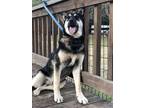 Adopt Hoot a Black - with Tan, Yellow or Fawn German Shepherd Dog / Mixed dog in