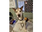 Adopt Eddie a Brindle Husky / Mixed Breed (Medium) / Mixed (short coat) dog in
