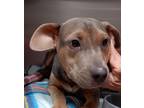 Adopt Daxton a Black Labrador Retriever / Shepherd (Unknown Type) / Mixed (short