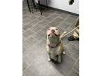 Adopt Lyric a Merle American Pit Bull Terrier / Mixed dog in Lebanon