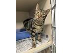 Adopt Camo a Brown Tabby Domestic Shorthair (short coat) cat in Pottsville