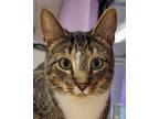 Adopt Arthur a Brown Tabby Domestic Shorthair (short coat) cat in Grayslake