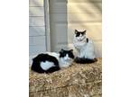 Adopt Diana and Scotty a Black & White or Tuxedo American Shorthair (medium