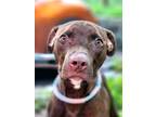 Adopt Chocolate Shake(Coco) a Brown/Chocolate American Pit Bull Terrier /