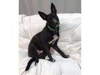 Adopt Licorice a Black - with White German Shepherd Dog / Mixed Breed (Medium)