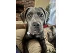 Adopt Ivan a Gray/Blue/Silver/Salt & Pepper Neapolitan Mastiff / Rottweiler /