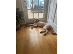 Adopt Beau a Tan/Yellow/Fawn Mutt / Labrador Retriever / Mixed dog in Austin