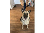 Adopt Zoey a Black German Shepherd Dog / Mixed Breed (Medium) / Mixed (short