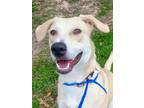 Adopt Christy *VIP* a Brindle Golden Retriever / Mixed Breed (Medium) / Mixed