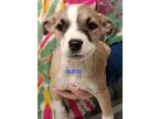 Adopt Rufio a Tan/Yellow/Fawn Shepherd (Unknown Type) / American Pit Bull