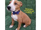 Adopt Rich a Red/Golden/Orange/Chestnut - with White Corgi / American Pit Bull