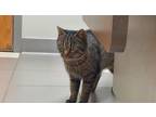 Adopt Petrah a Brown Tabby Domestic Shorthair (short coat) cat in Faribault