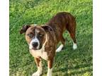 Adopt Lacie (CP) a Brindle - with White Plott Hound / Boxer dog in Dallas