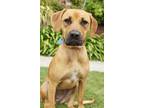 Adopt Barbara Boxer - Jackie O a Tan/Yellow/Fawn - with White Boxer dog in
