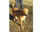 Adopt JASPER a Red/Golden/Orange/Chestnut - with White Golden Retriever /