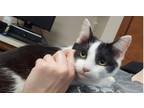 Adopt Little Girl a Spotted Tabby/Leopard Spotted Domestic Shorthair / Mixed cat
