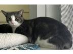 Adopt Jezabel a Gray or Blue Domestic Shorthair / Mixed Breed (Medium) / Mixed