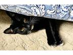 Adopt ATTICUS a Black & White or Tuxedo Domestic Shorthair (short coat) cat in