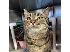 Adopt Li Li a Brown Tabby Domestic Shorthair (short coat) cat in Sheridan