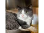 Adopt Fennel a Gray, Blue or Silver Tabby Domestic Shorthair (short coat) cat in