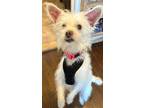 Adopt Windy a White Chinese Crested / Mixed Breed (Medium) dog in Huntington