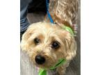 Adopt Lala a Silky Terrier / Mixed Breed (Medium) dog in Huntington