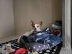 Adopt Pepper Jack a White - with Tan, Yellow or Fawn Jack Russell Terrier /