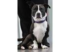 Adopt Tuffy a Black - with White Bull Terrier / Terrier (Unknown Type