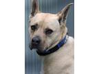 Adopt Tyson a Tan/Yellow/Fawn Black Mouth Cur / Staffordshire Bull Terrier /